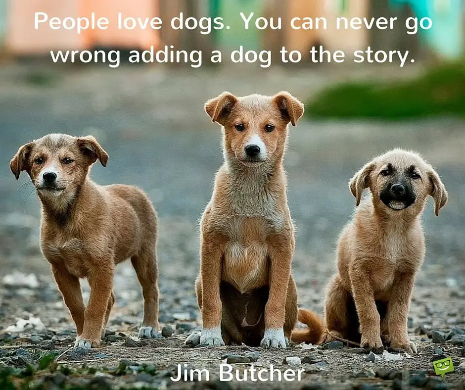 165 quotes about dogs and the people who love them