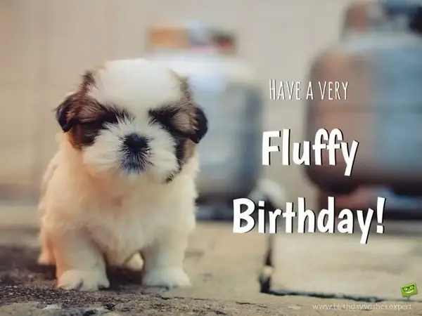 Have a very fluffy birthday!
