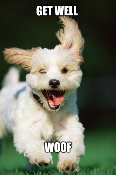 Happy dog Meme for Get Well soon wishing. Happy dog Meme for Get Well soon wishing.