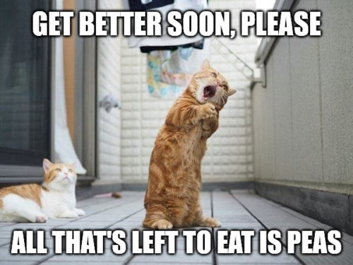 Cat Please Get Well Soon meme. Cat Please Get Well Soon meme.