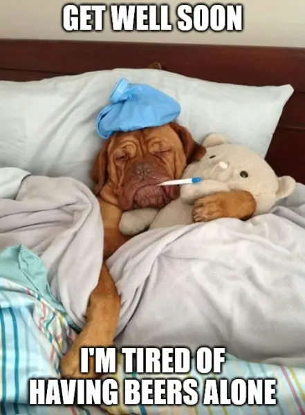 Sick as a dog meme. Sick as a dog meme.