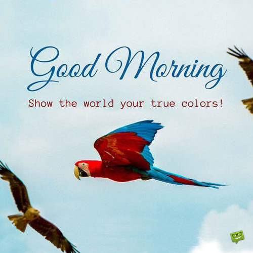 Good Morning inspiration quote for friends on picture of colorful parrot.
