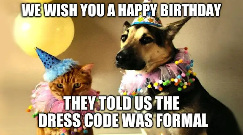Happy Birthday Cat Memes Cat Breed Selector