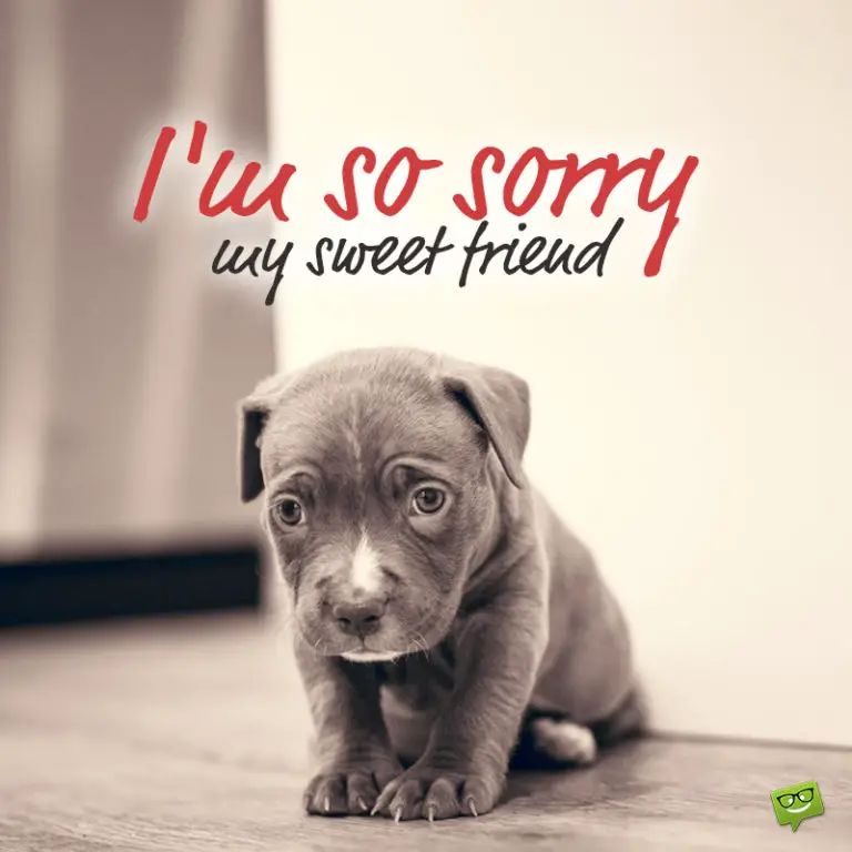 I m sorry картинки