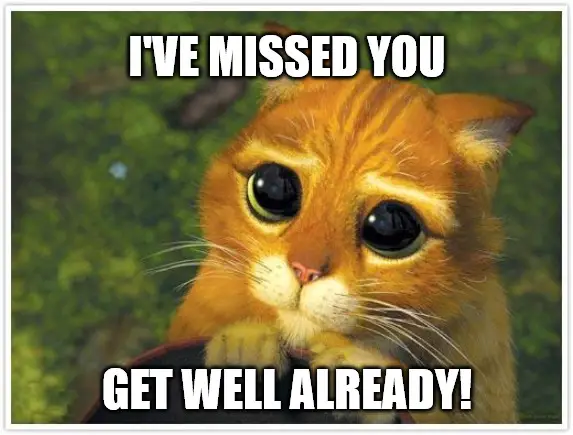 Shrek Cat Get Well Soon meme. Shrek Cat Get Well Soon meme.