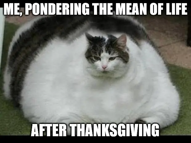 Funny After Thanksgiving fat cat Meme.
