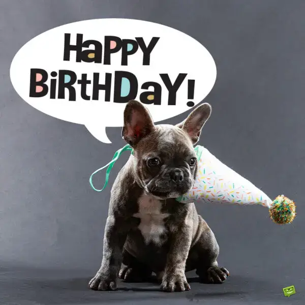 Birthday message for friend on image with cute dog.