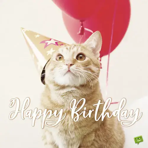 Cute birthday wish on image with cat for wishing on social media, emails and chats.
