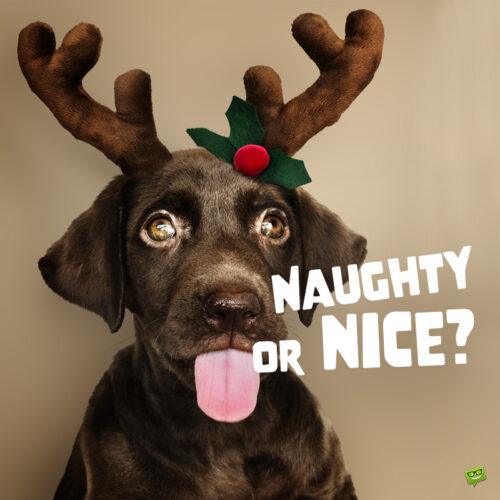 Funny Christmas caption on image with cute dog dressed like Rudolph the reindeer. Funny Christmas caption for your Instagram posts.