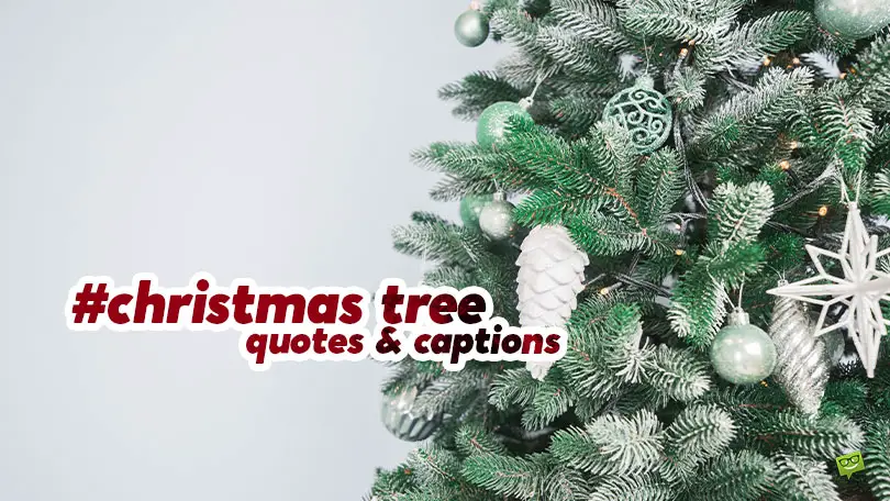 Best 25 Christmas Tree Quotes and Captions for Instagram