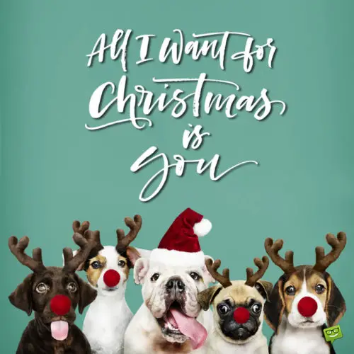 Merry Christmas wish on funny image with dogs.