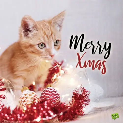 Christmas wish for daughter. | Birthday Wishes Expert Merry Christmas picture to help you wish to your daughter.