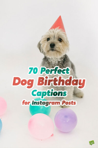 70 Perfect Dog Birthday Captions for Instagram Posts