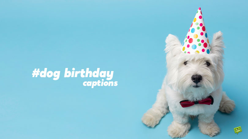 Dog Birthday Captions