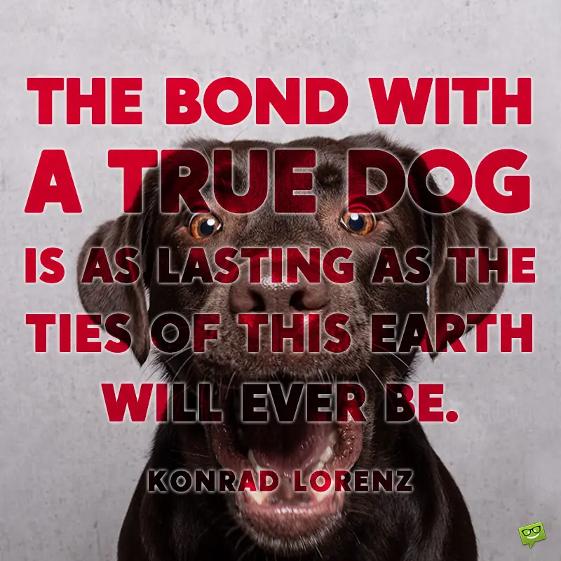 165 Dog Quotes For People Who Love Dogs 165 Dog Quotes For People Who Love Dogs
