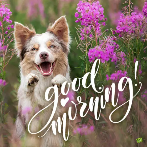Good morning image with flowers and a cute dog.