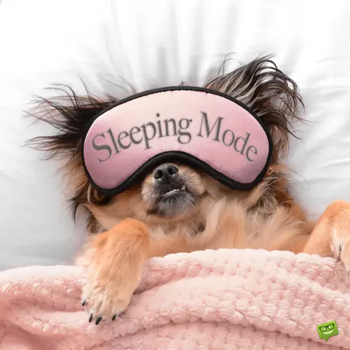 Funny good night image with cute dog with sleep mask.