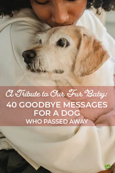 A Tribute to Our Fur Baby: 40 Goodbye Messages for a Dog Who Passed Away