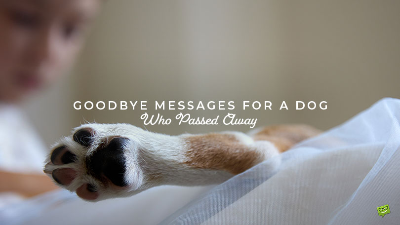 Featured image for a blog post with goodbye messages for a dog who passed away.