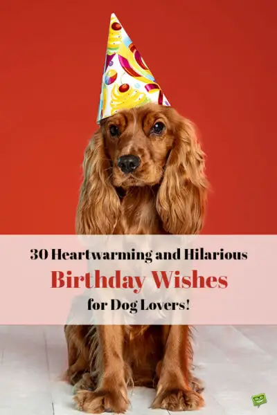 30 Heartwarming and Hilarious Birthday Wishes for Dog Lovers!