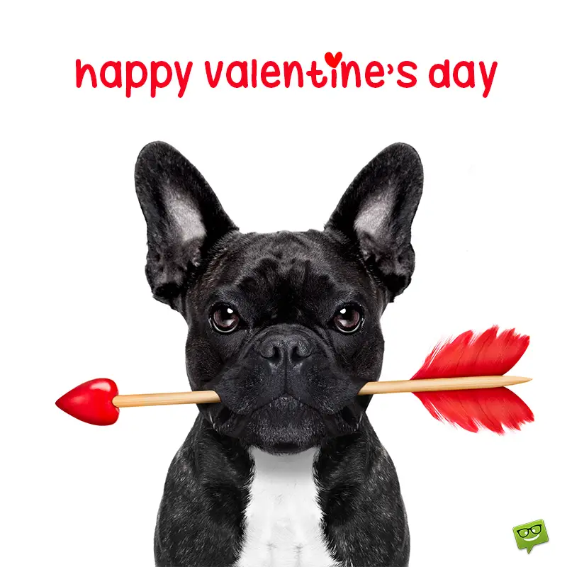 Funny image with dog for Valentine's day.