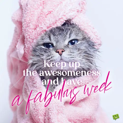 Funny have a blessed week image with cat to start the week the right way.