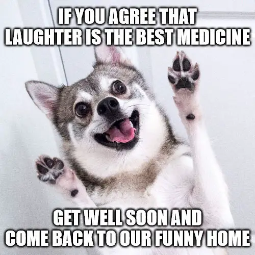 Happy dog Get Well Soon Meme.