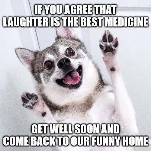 Happy dog Get Well Soon Meme. Happy dog Get Well Soon Meme.