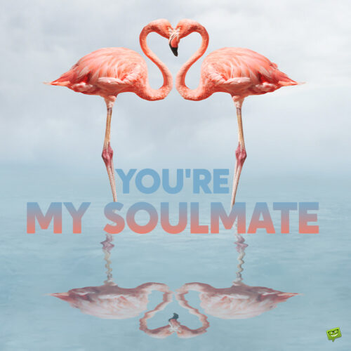 I love you message on image with flamingos. | Birthday Wishes Expert I love you message to share the one.