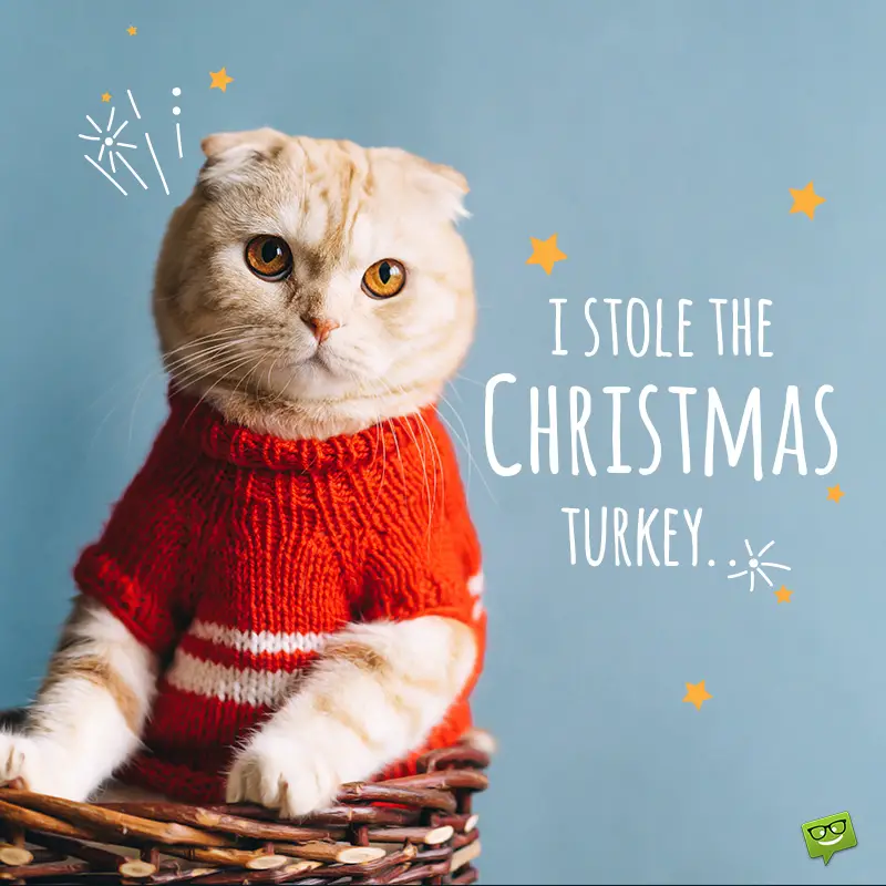 Funny Christmas picture with cat.