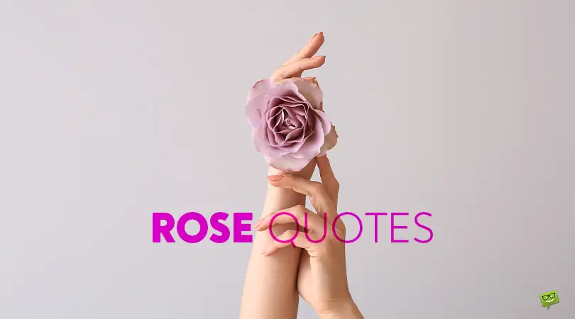 Beautiful Rose Pictures With Quotes / Beautiful Red Roses With Quotes