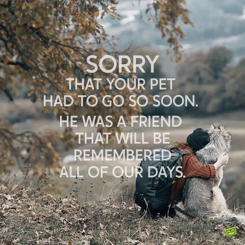 34 Sympathy Messages For The Loss Of A Dear Pet
