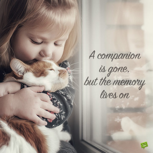 Sympathy quote for loss of a pet on image with girl hugging a cute kitten.