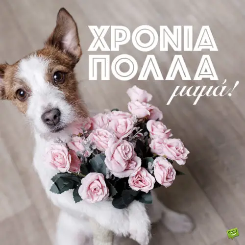 Φωτογραφία με ευχή για την μαμά σε εικόνα με σκύλο που κρατάει ανθοδέσμη. Χρόνια πολλά μαμά.