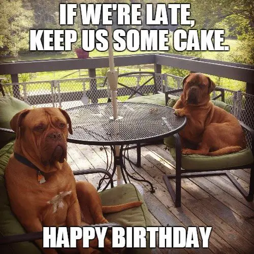 Funny birthday meme of two relaxed bulldogs taking it easy. | Birthday Wishes Expert If we're late, keep us some cake. Happy Birthday!