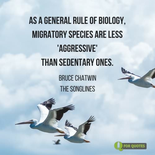 As a general rule of biology, migratory species are less 'aggressive' than sedentary ones. Bruce Chatwin, The Songlines