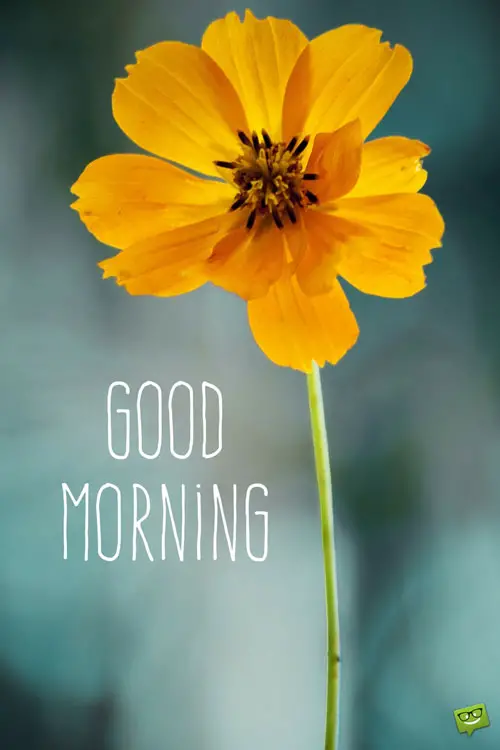 Start your day with a smile - Floral Cards