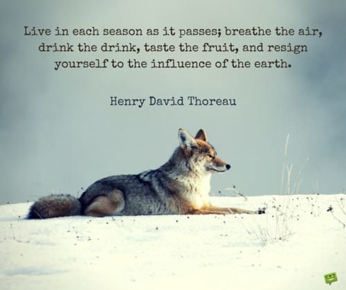 Live in each season as it passes; breath the air, drink the drink, taste the fruit and resign yourself to the influence of the Earth. Henry David Thoreau.