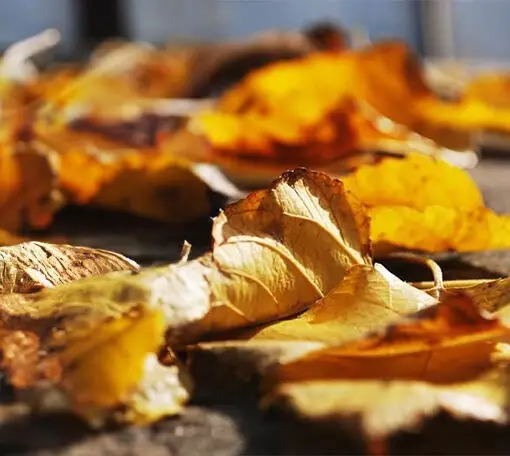 Autumn Birthday Wishes