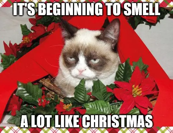 Beginning to smell a lot like Christmas - Grumpy Cat Christmas meme