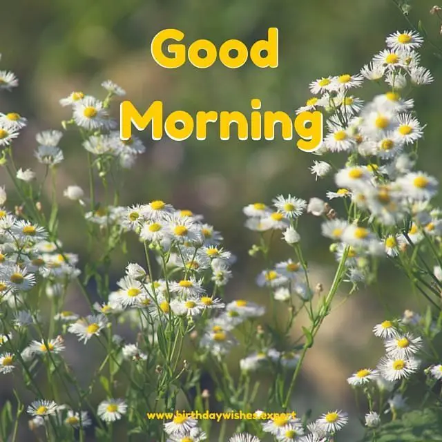 Good Morning Image With Camomile Flowers