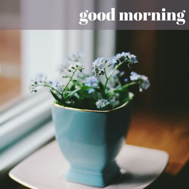 Good Morning Image With A Pot Of Little Blue Flowers On A Window Pane