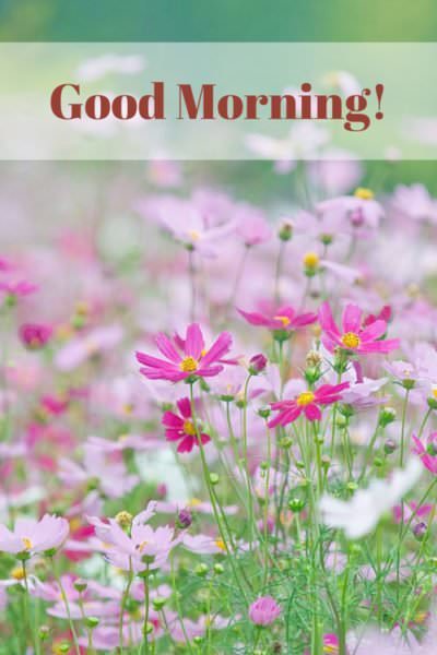 18 Good Morning Cards to Brighten your Timeline 18 Good Morning Cards to Brighten your Timeline - 400 x 600 jpeg 33kB