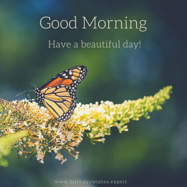 Good Morning. Have a beautiful day! | Birthday Wishes Expert Good Morning. Have a beautiful day!