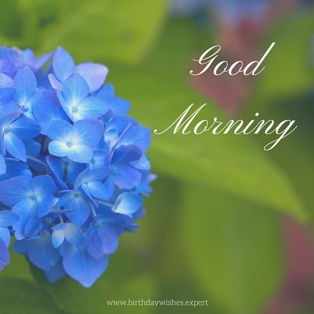 20 Good Morning Images for a Colorful Day