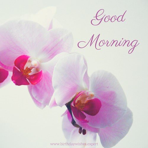 60 Good Morning Images with Pretty Flowers [Updated 2019]