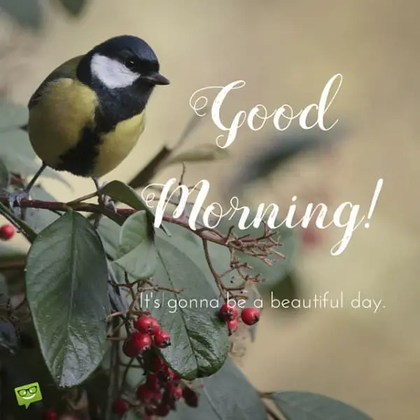 Morning | Birthday Wishes Expert Good Morning! It's gonna be a beautiful day.