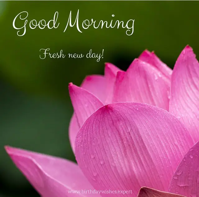 Good-Morning-with-fresh-beautiful-lotus-flower.jpg