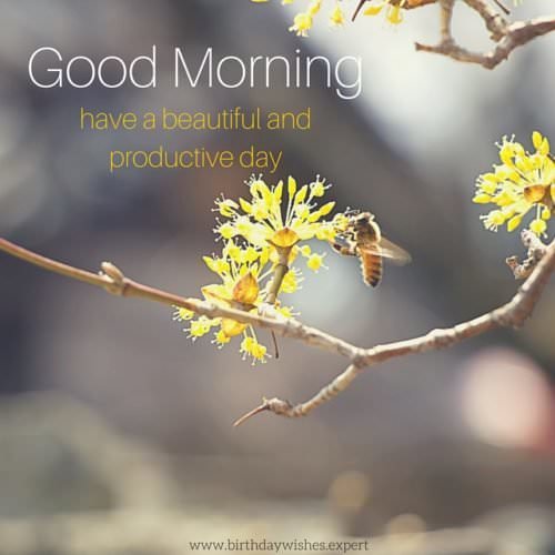 60 Good Morning Images With Pretty Flowers Updated 2019