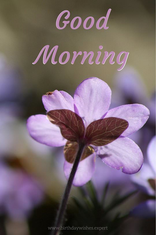 60 Good Morning Images with Pretty Flowers [Updated 2019]